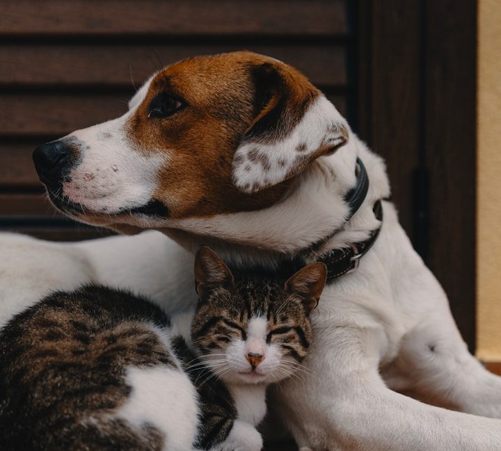 Gesundheit Ernährung Beratung Hund Katze